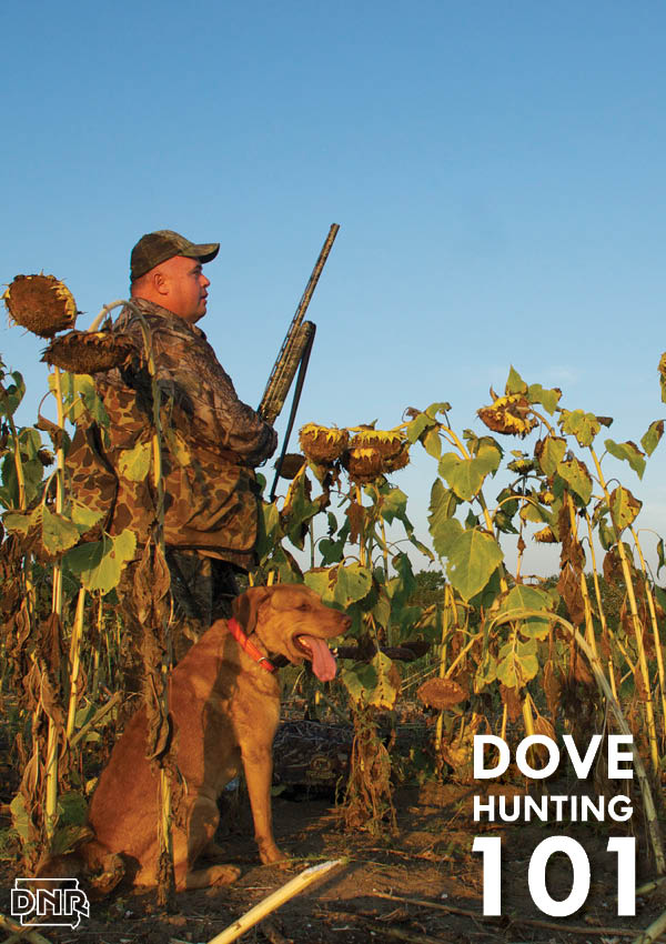 Dove hunting 101: six tips for a successful season | Iowa DNR